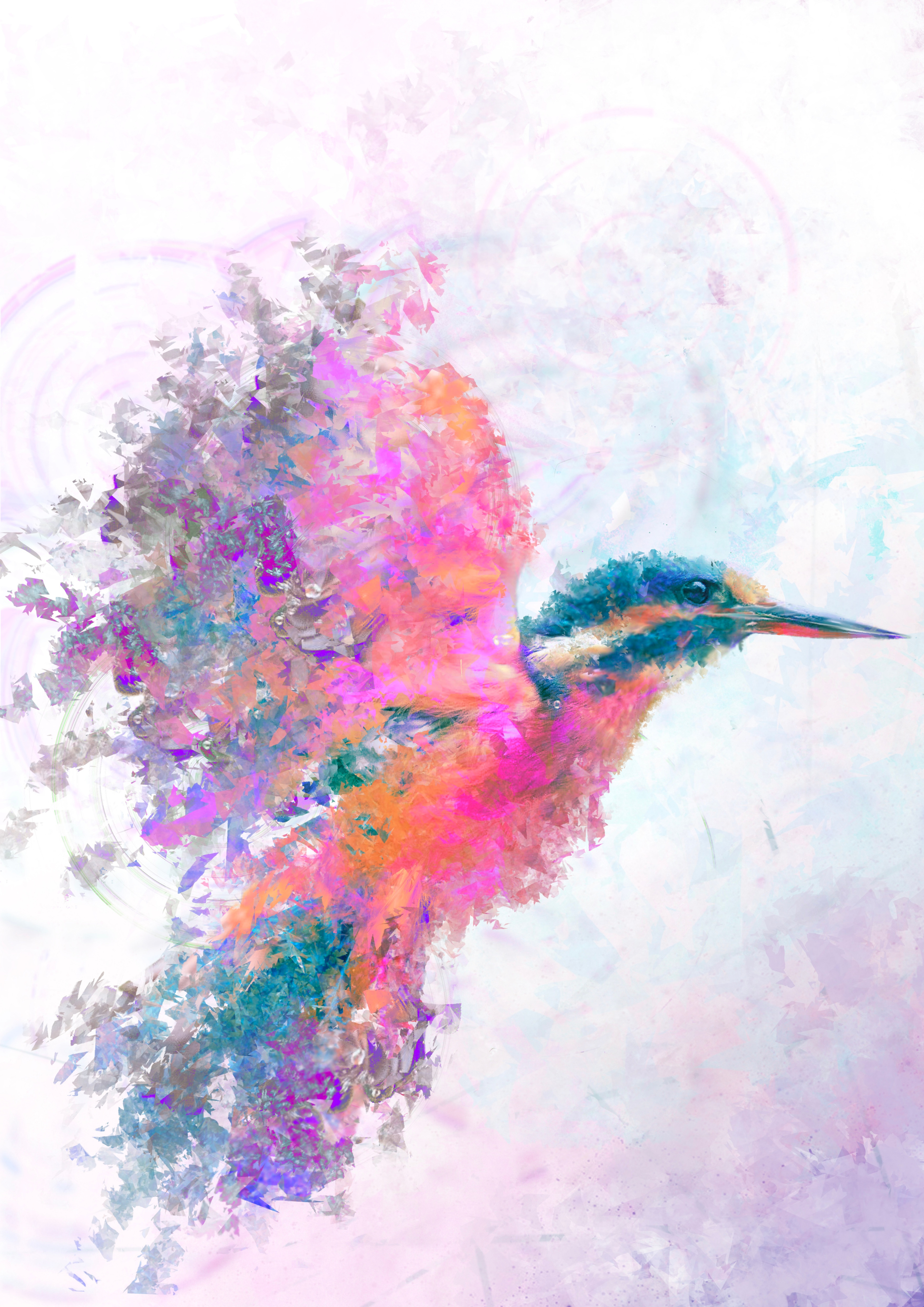 Kingfisher