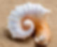 conch shell with spiral.jpg