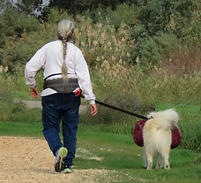 canicross belt with samoyed