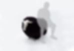 14 mouton noir