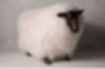 mouton frisé4