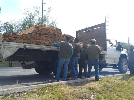 LA MALINCHE PIERDE MIL HECTÁREAS FORESTALES AL AÑO; ALERTA PROFEPA POR TALA ILEGAL Y CAMBIO DE USO DE SUELO