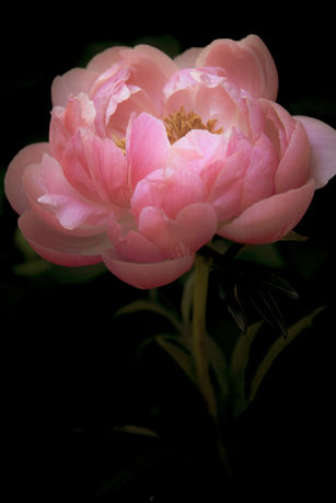 susanholtz-8.jpg