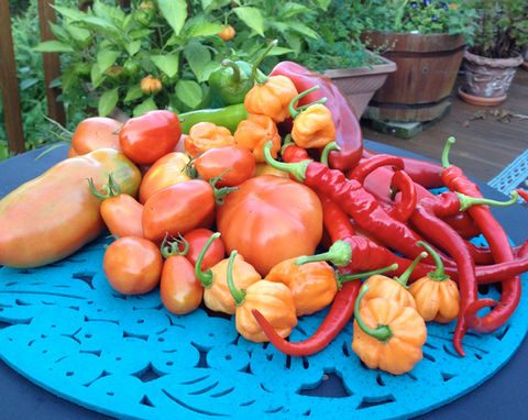 Awesome and Easy Hot Pepper Sauce