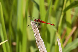 Ruddy Darter dragonfly - spotted both male and female.
Also spotted a lovely looking bacon baguette in the cafe! Mmm...