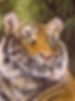 tiger shadow fixed.jpg