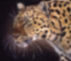 amur leopard.jpg