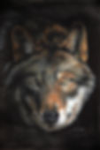 wolf.jpg