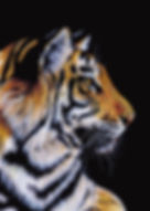 tiger1.jpg