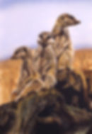 meercats fixed.jpg