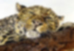 leopard lying fixed.jpg