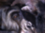 gorrilla fixed.jpg