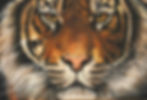 tiger print qualitysmall copy.jpg