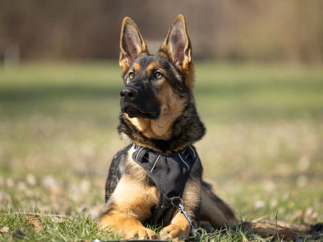 Impulskontrolle Frustrationstoleranz Selbstregulation Training