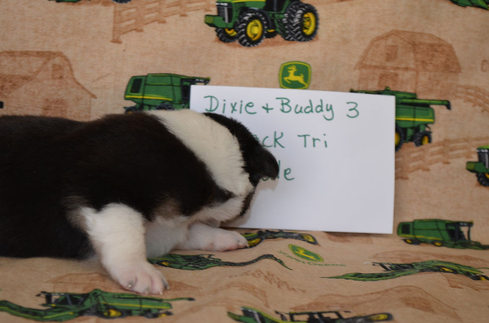 Dixie and Buddy 3