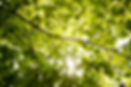 Beech-trees.-GettyImages-98871576-5cc0f6f.jpg