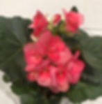 Pink Begonia