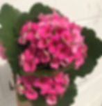Pink Kalanchoe