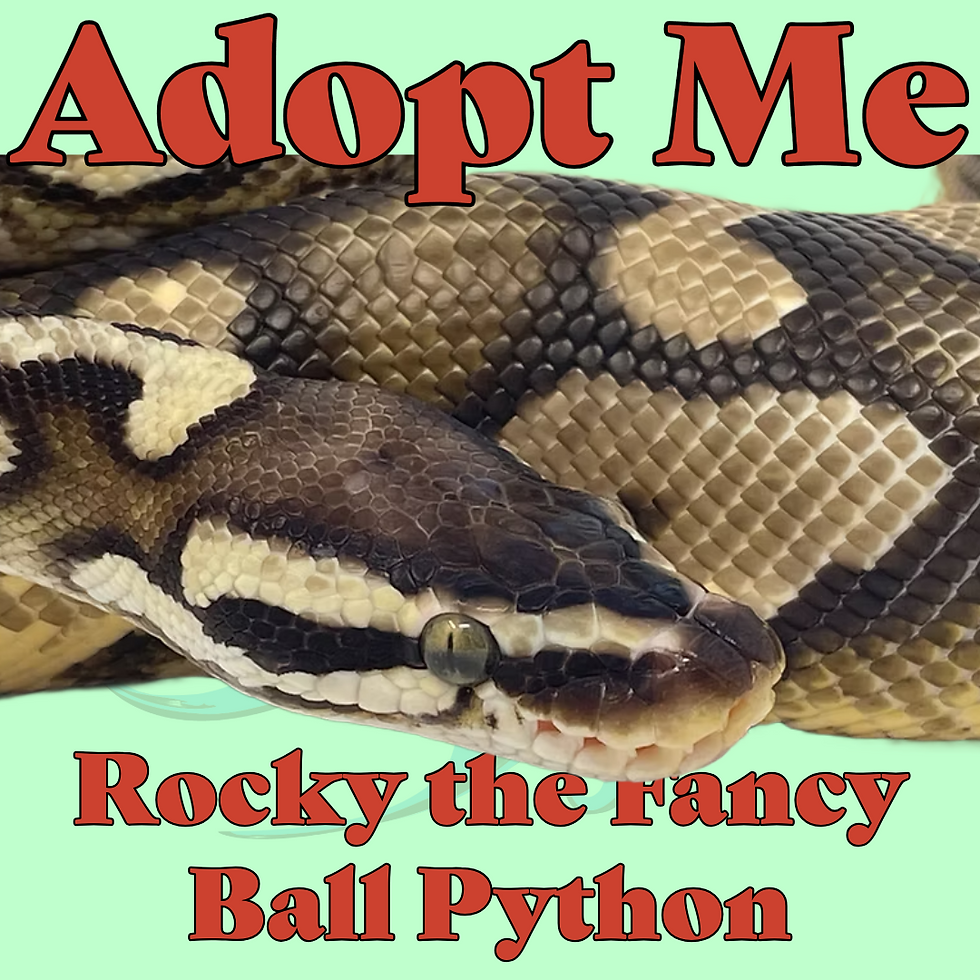 Rocky the Fancy Ball Python