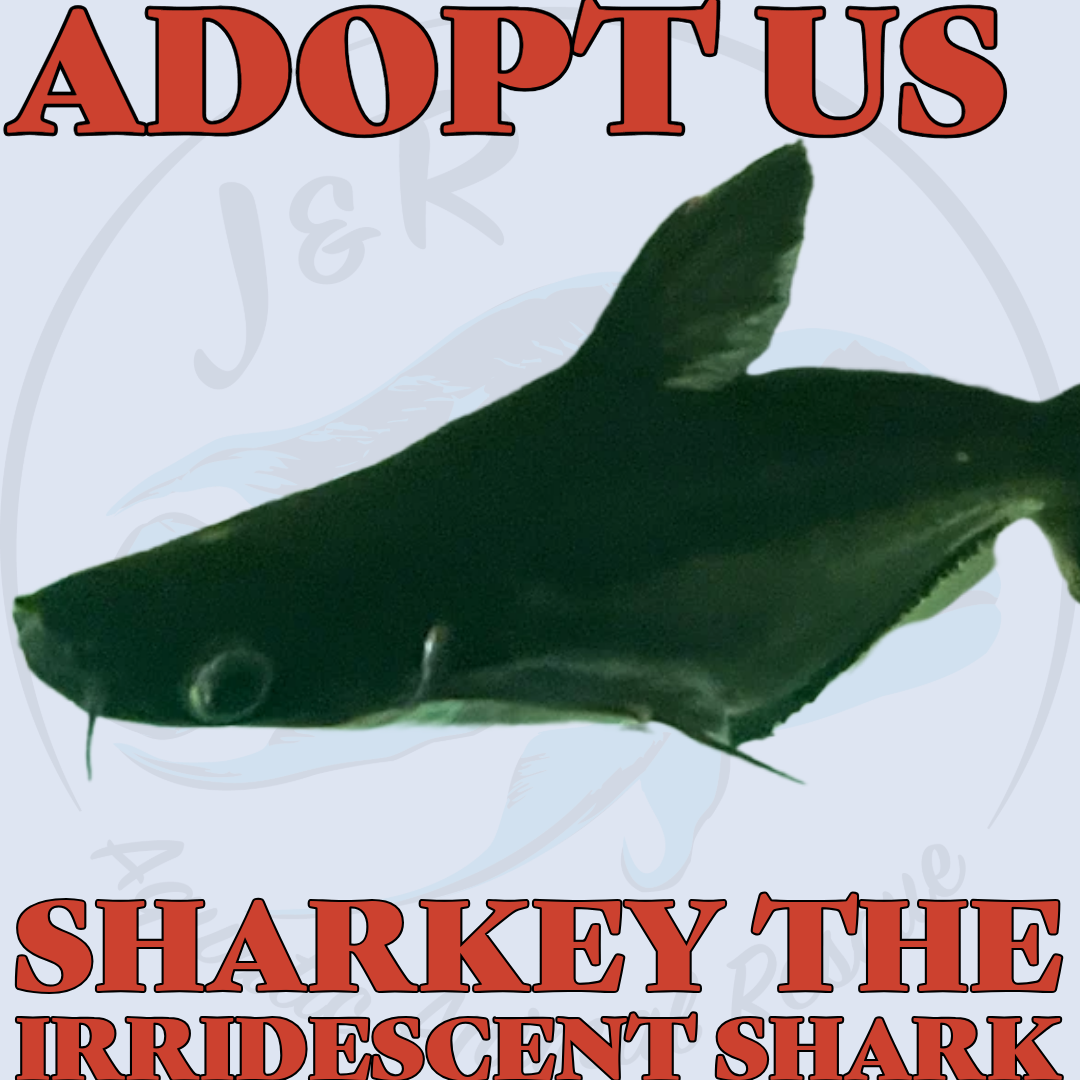 Sharkey the Irridescent Shark