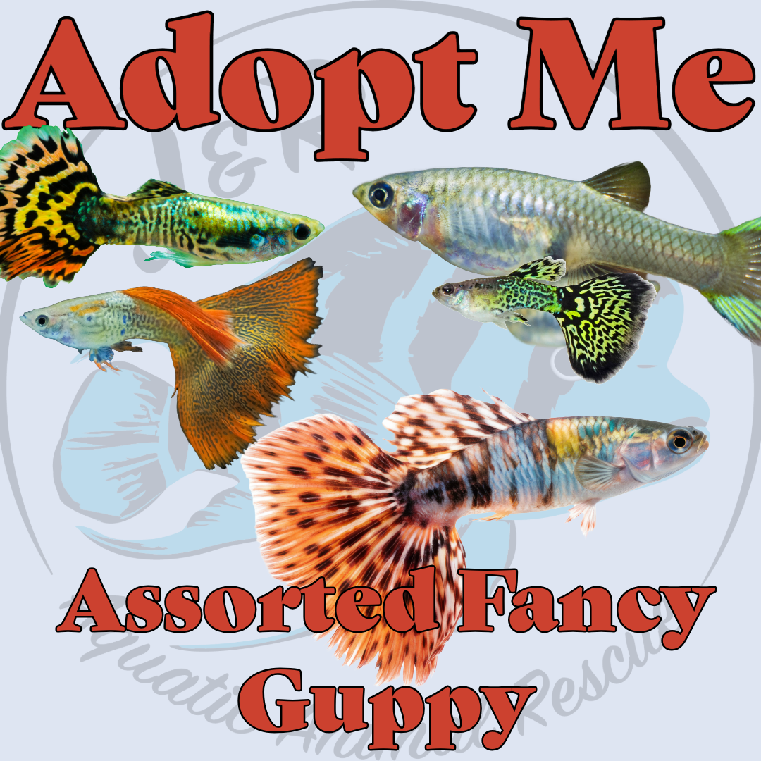 Assorted Fancy Guppy