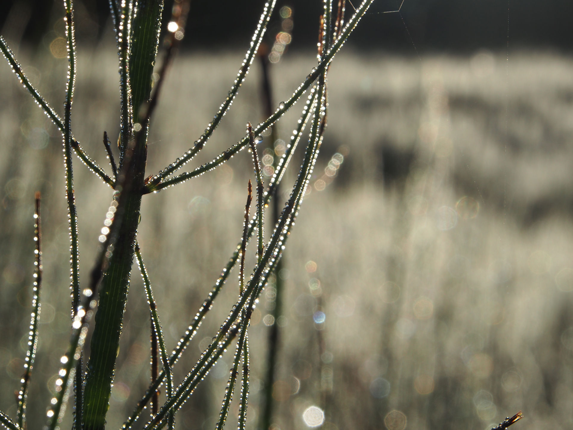 Peace River - dew