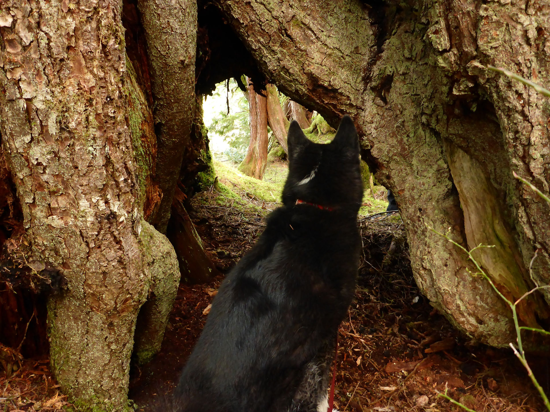 Passage in the base of a big tree