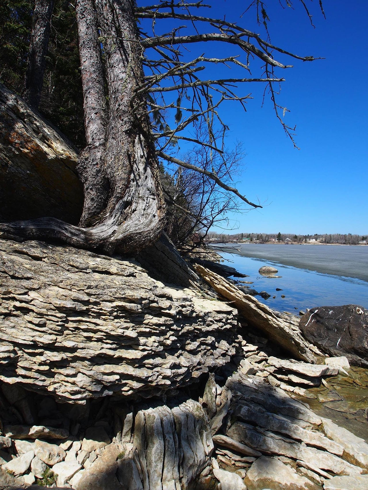Near Pine Dock