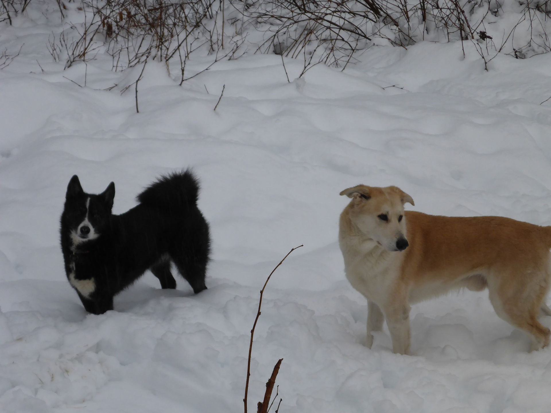 Jasmine & her friend Buddy
