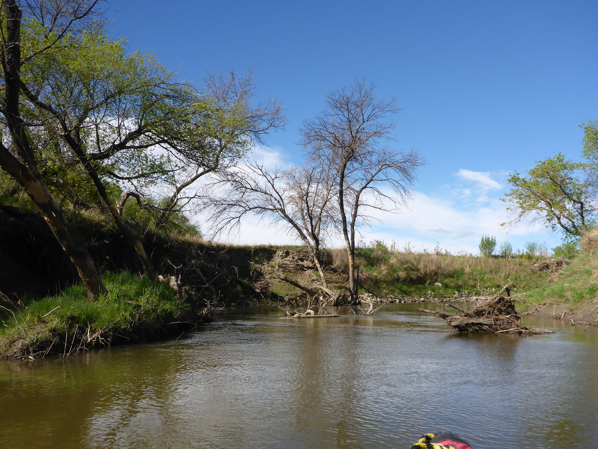 Trees in the river