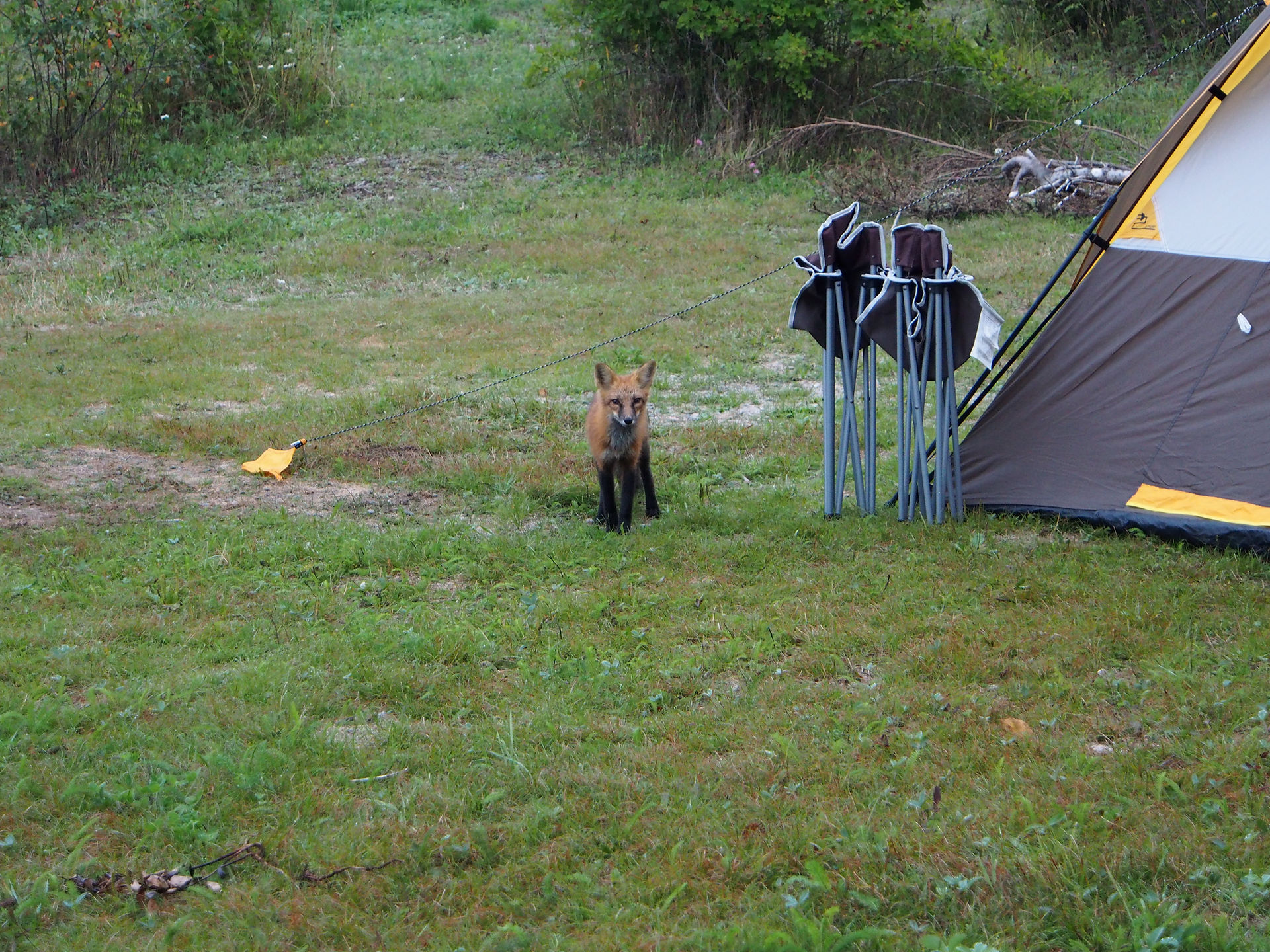 Friendly fox visiting our neighbour's tent in the morning