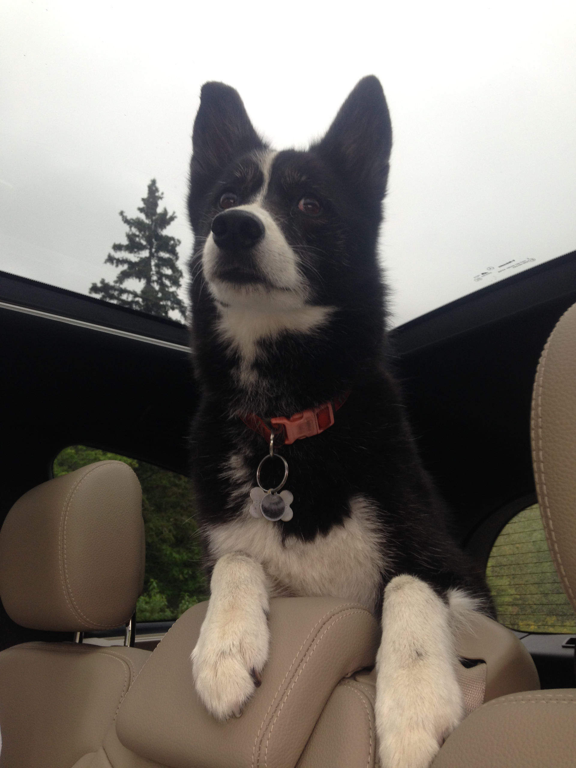 Jasmine loving the ride in the car