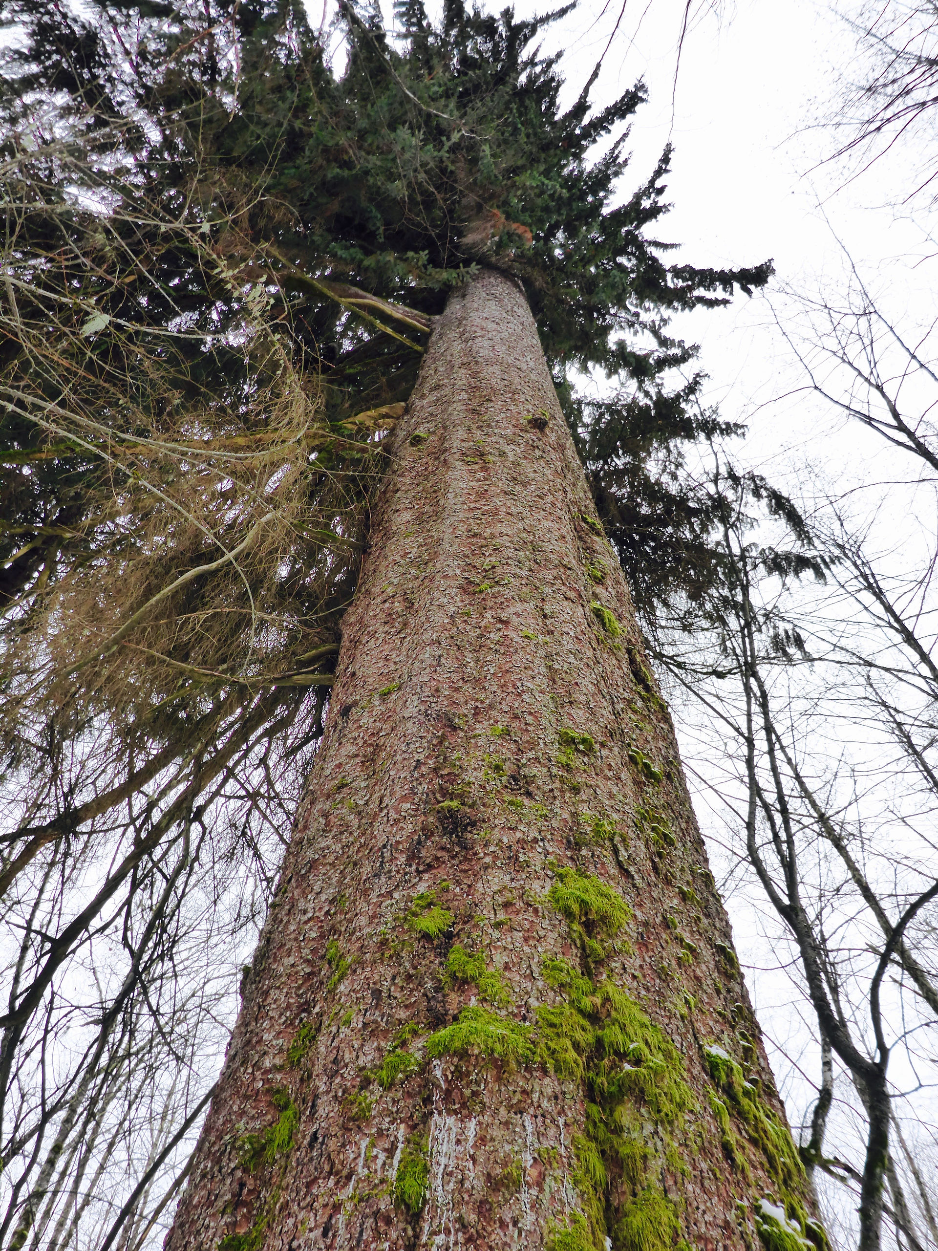 Sitka Spruce Tree, Kitimat (BC)