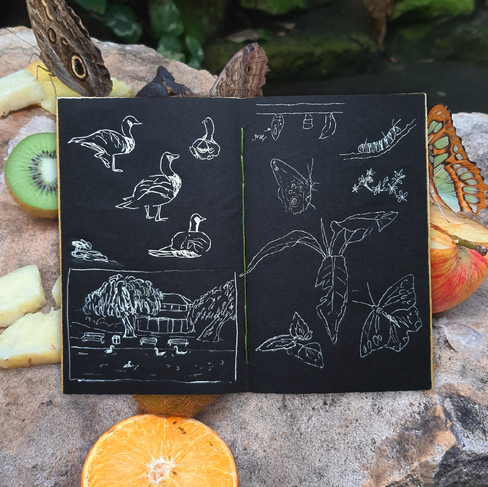 sketchbook spread of geese and butterflies on top of a photo of butterflies eating fruit