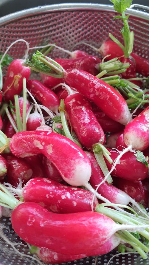 bunch of radishes