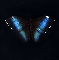 Morpho Achillies_edited.jpg
