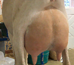Incognito.PNG