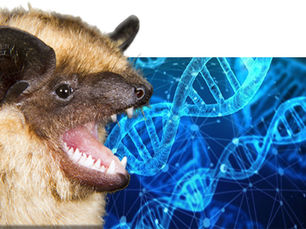 Wow! Fledermaus wird Gentechnikerin