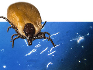 Lyme-Borreliose: eine Biowaffe?