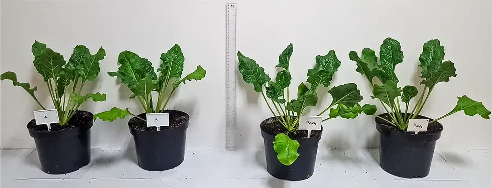 Constructive-Microbes-Research-Germination-and-Growth-More-Yield-Fertilizer-Fig-2-2.webp