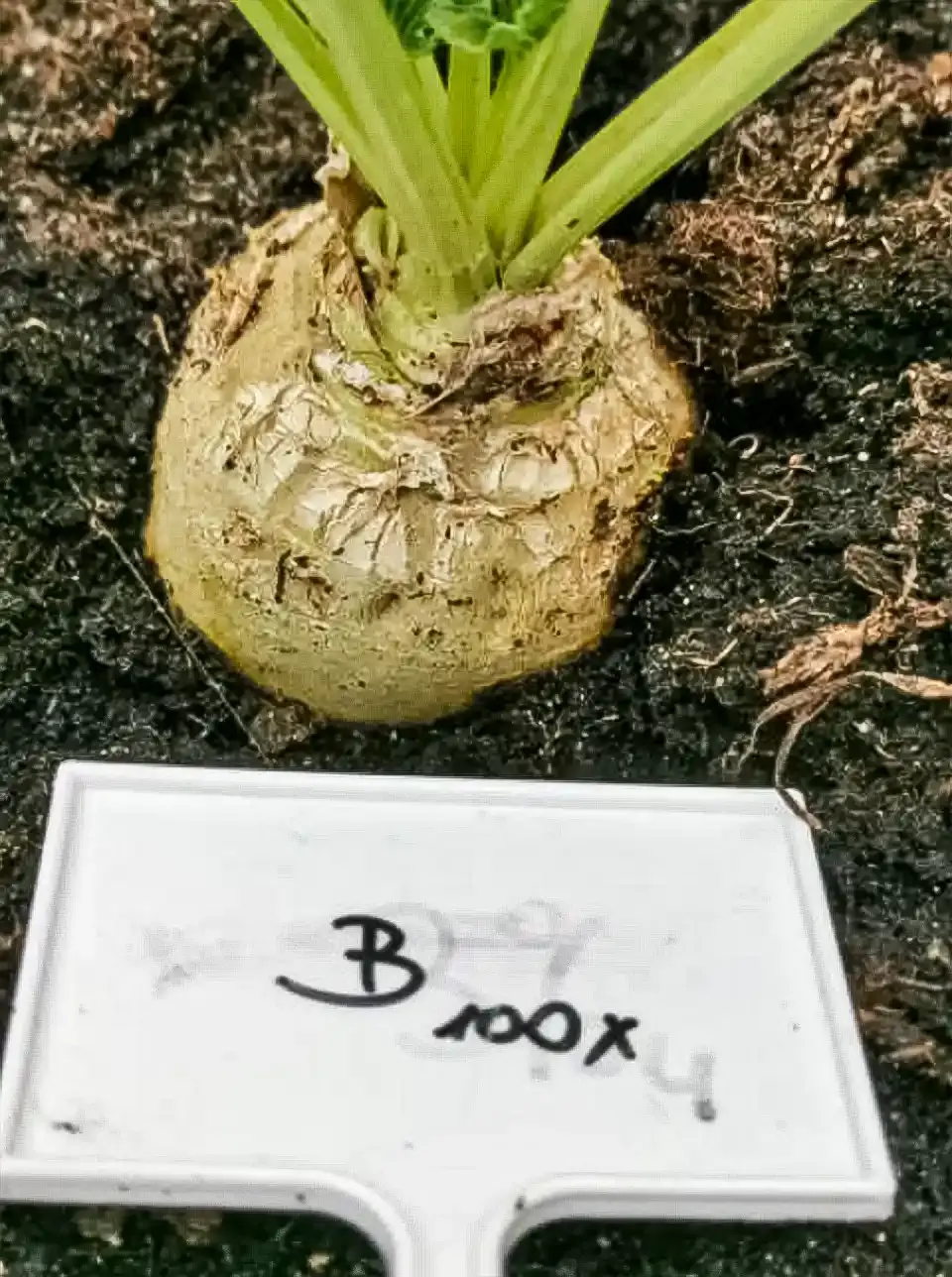 Constructive-Microbes-Research-Germination-and-Growth-More-Yield-Fertilizer-Fig-3-2.webp