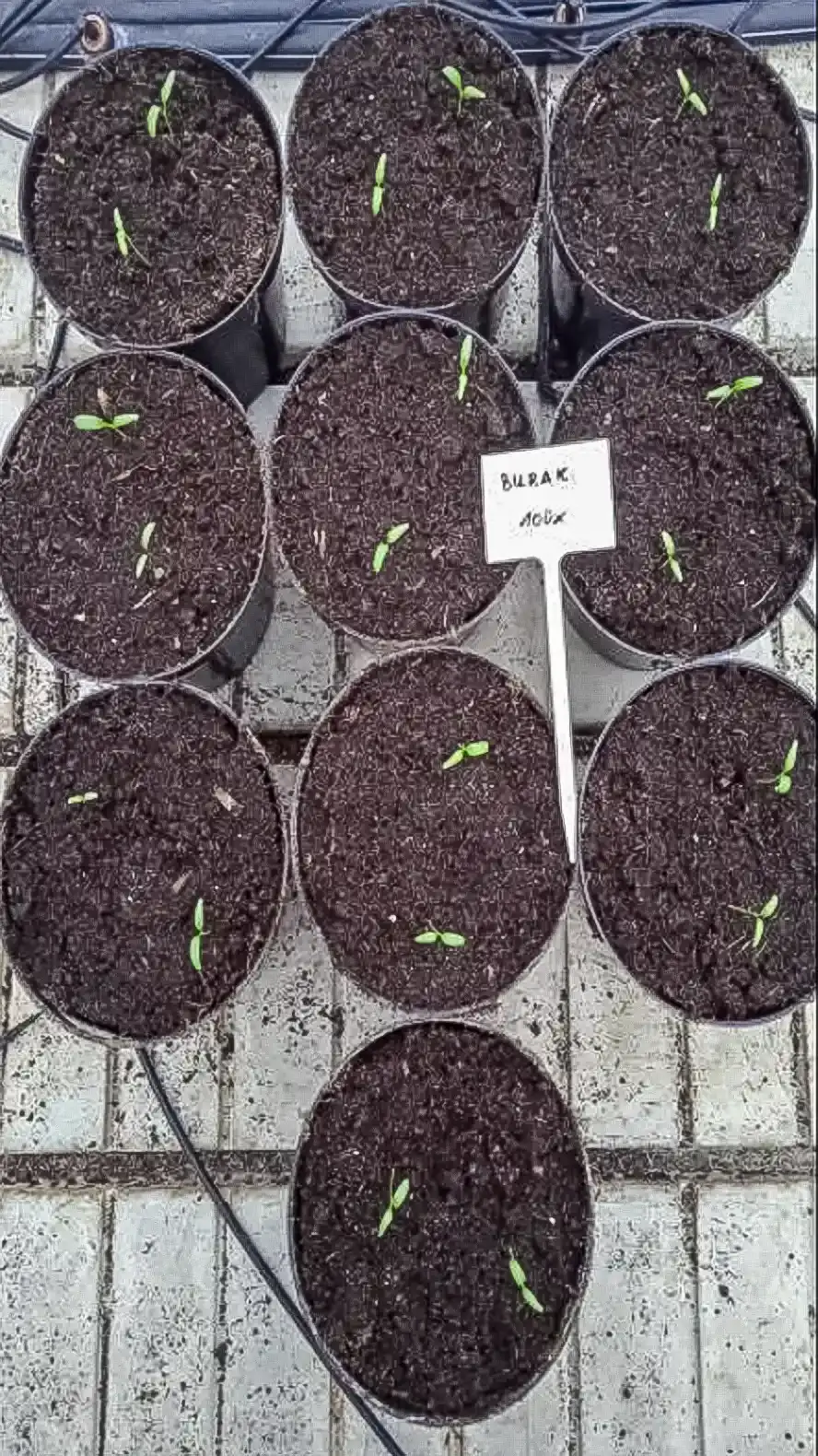 Constructive-Microbes-Research-Germination-and-Growth-More-Yield-Fertilizer-Fig-1-2.webp