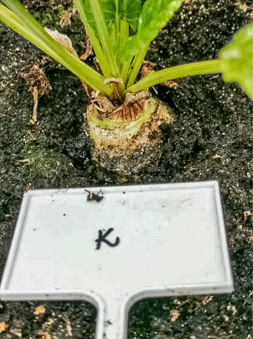 Constructive-Microbes-Research-Germination-and-Growth-More-Yield-Fertilizer-Fig-3-1.webp