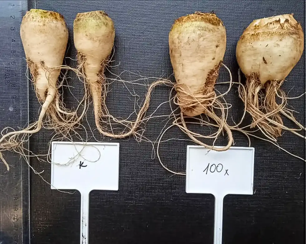 Constructive-Microbes-Research-Germination-and-Growth-More-Yield-Fertilizer-Fig-4-1.webp
