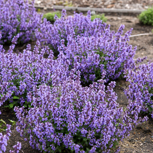 Nepeta x 'Cat's Pajamas' / Catmint | Kampen Tree Supply