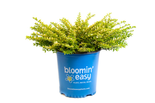 Lonicera nitida 'Thunder Bolt' ( Golden Glow) / Thunder Bolt Honeysuckle |  Kampen Tree Supply