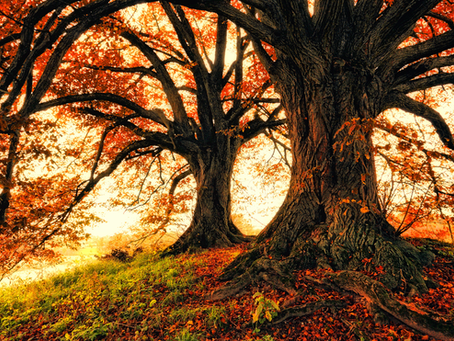 Two large, old trees with thick, twisting trunks stand side by side on a small hill covered in fallen leaves and green grass. Their branches spread wide and are filled with vibrant orange autumn foliage, glowing warmly in the sunlight. The scene feels peaceful and golden, capturing the richness of fall.