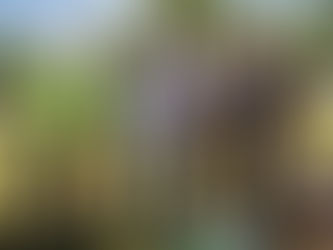 Campana sumó árboles nativos en la Costanera para fortalecer su entorno natural