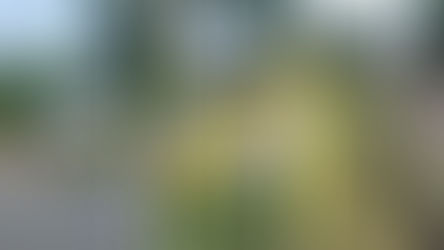 El municipio le reclamará por los daños al conductor que chocó borracho contra las palmeras en la Av. Varela