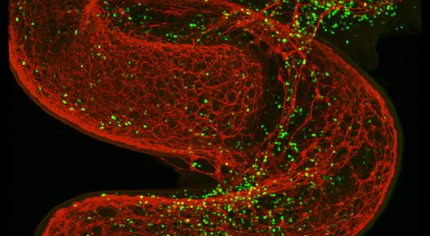 Neurons Use a Type Of “Adrenaline Rush” to Communicate With the Immune System